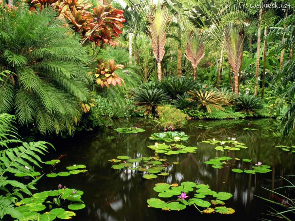 Hawaii Tropical Botanical Garden – Home to the world’s largest
